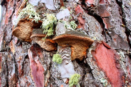 FILIPE COSTA - EXIF: não disponível